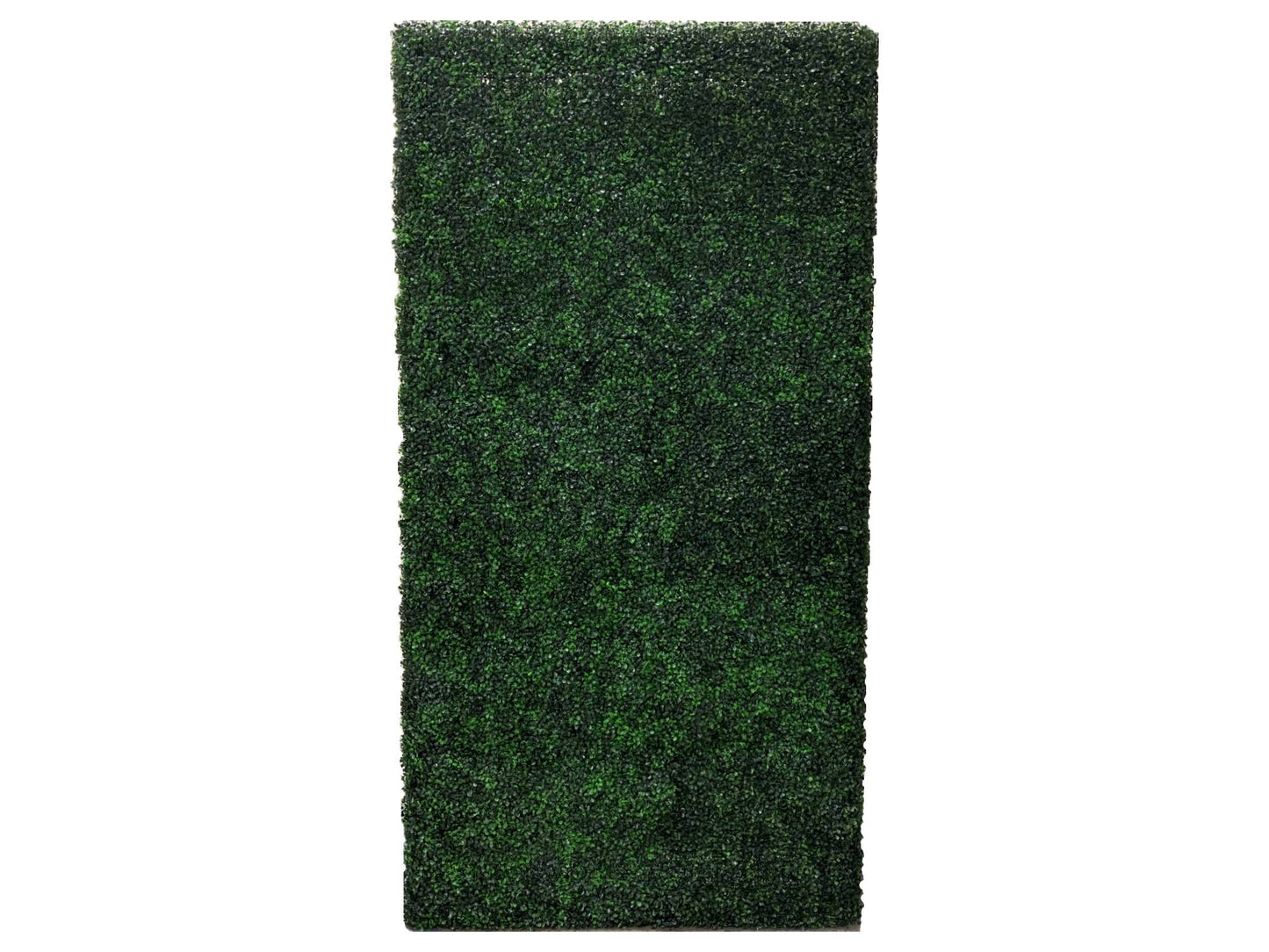BOXWOOD HEDGE WALL | 4' X 8'
