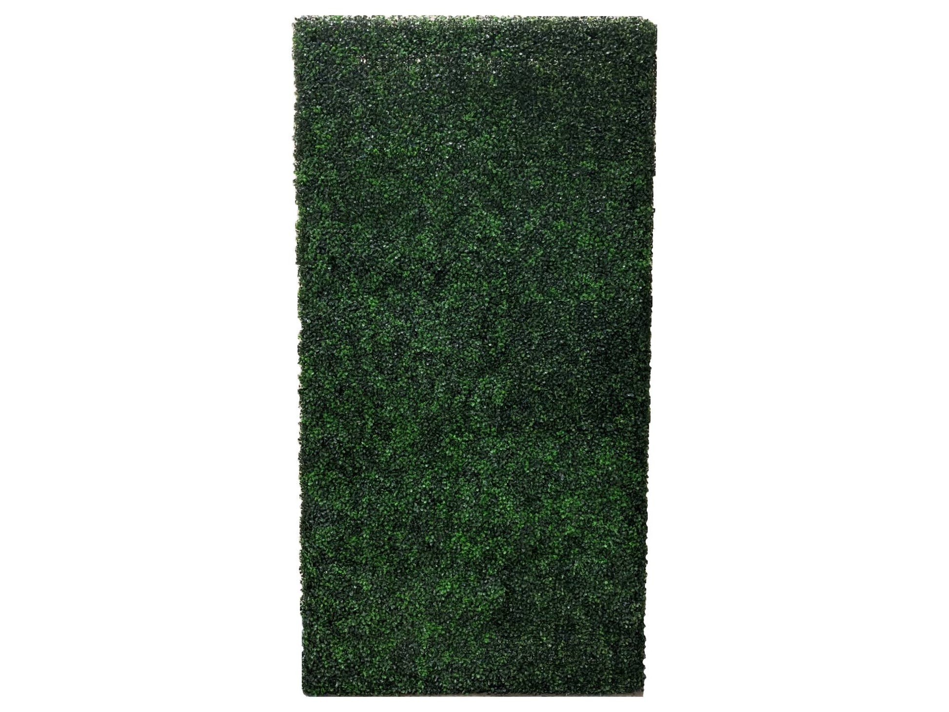 BOXWOOD HEDGE WALL | 4' X 8'