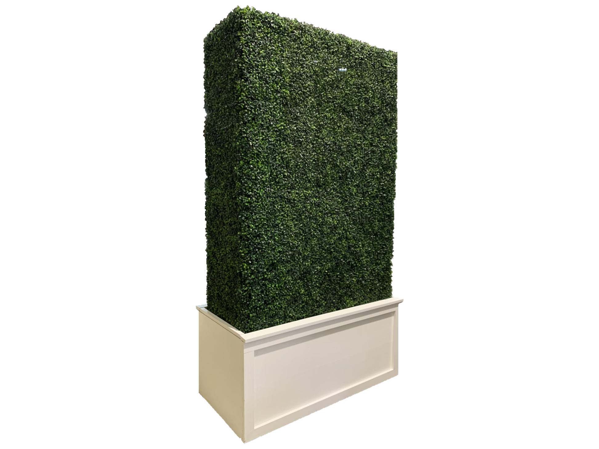 BOXWOOD HEDGE WALL | 4' X 8'