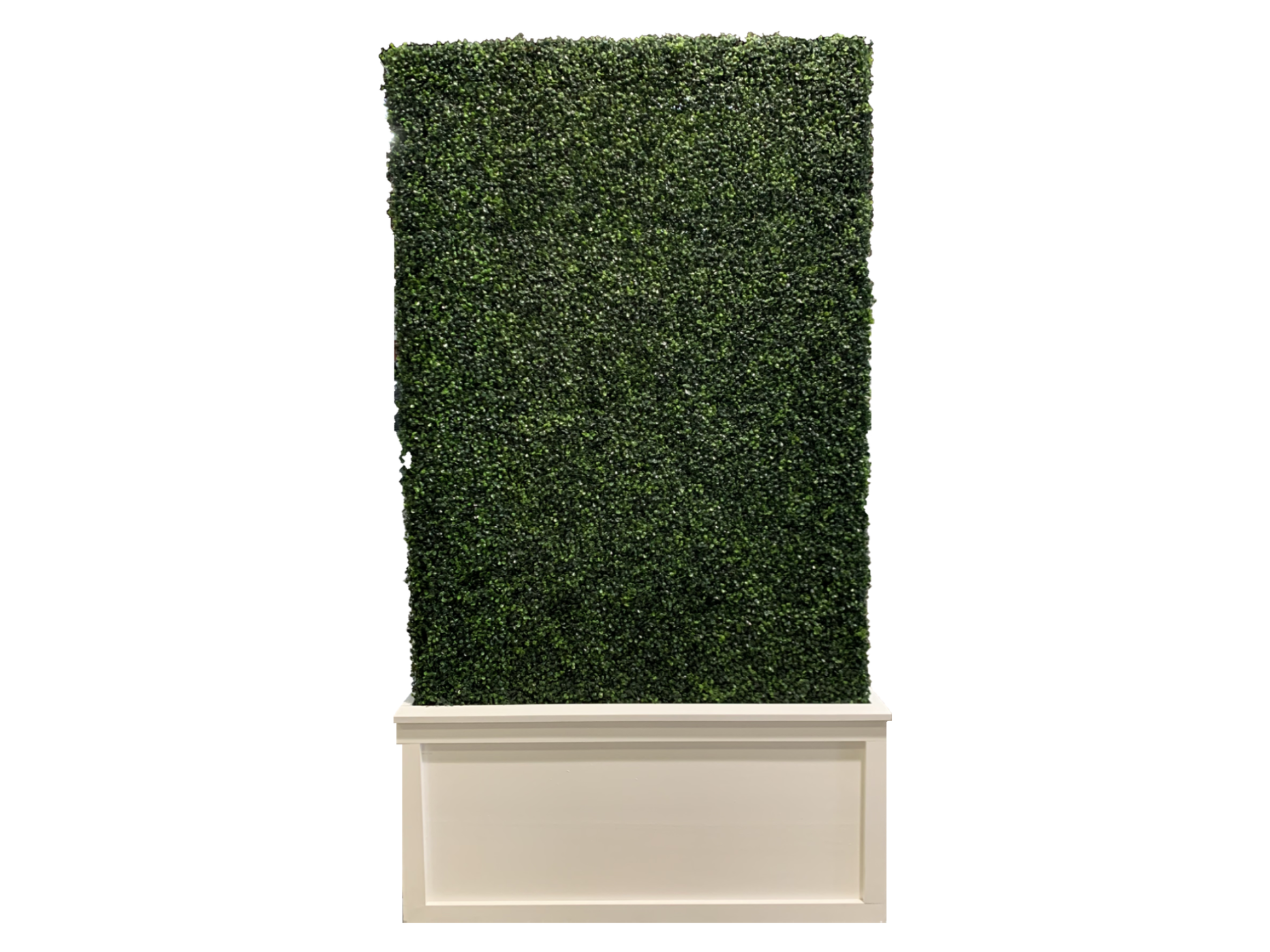 BOXWOOD HEDGE WALL | 4' X 8'